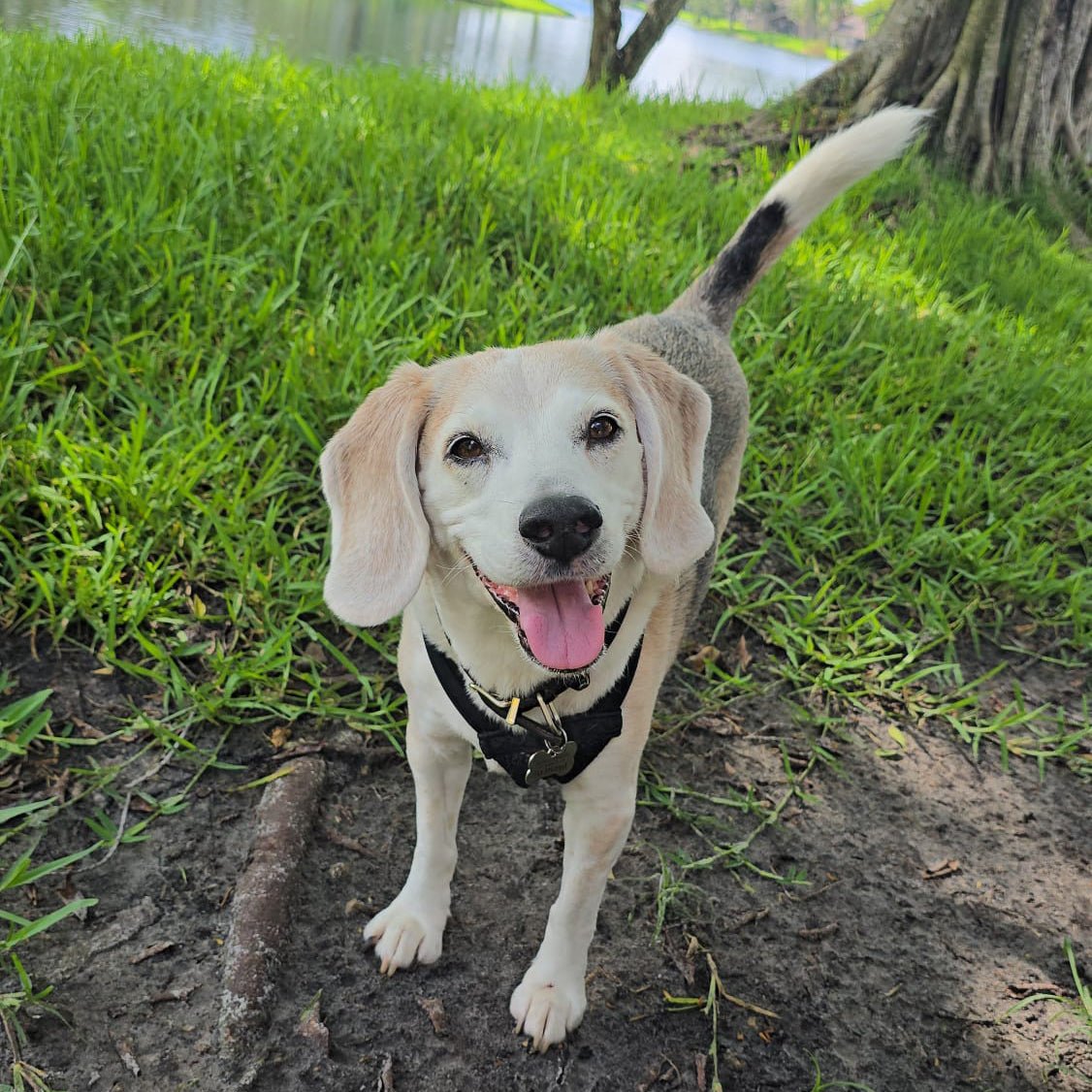 What My 12-Year-Old Beagle Taught Me About Rest - Self-Care Shirts