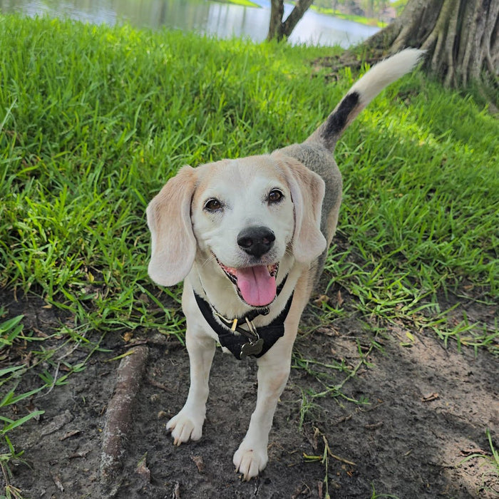 What My 12-Year-Old Beagle Taught Me About Rest - Self-Care Shirts